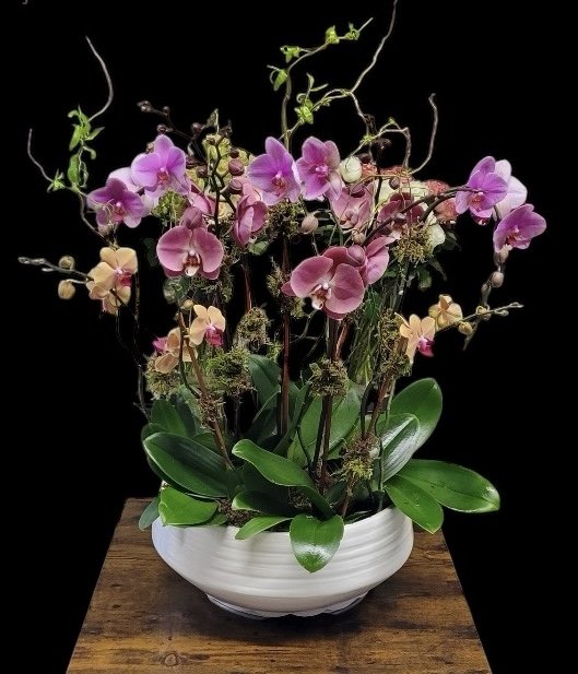 AUTUMN ELEGANT ORCHID SYMPHONY