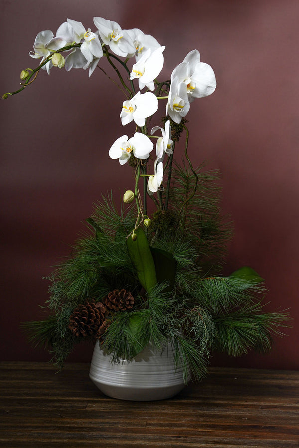 HOLIDAY ORCHID