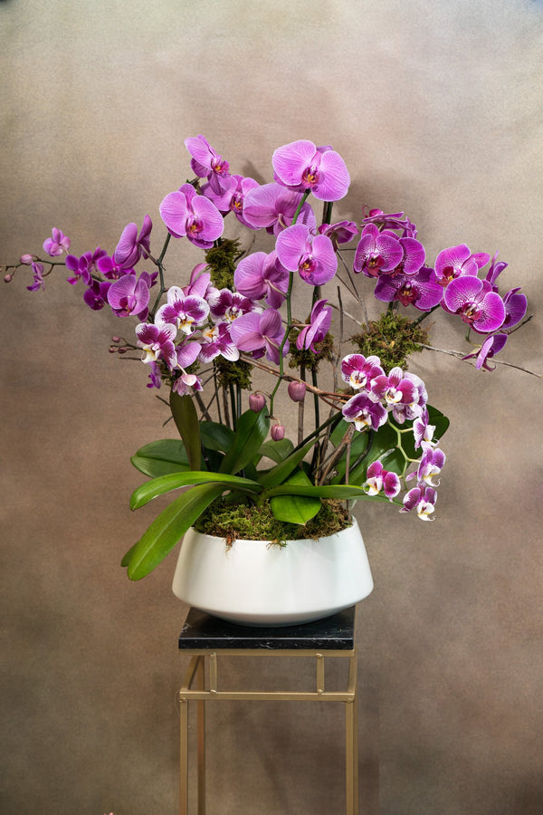 Orchid Magesty